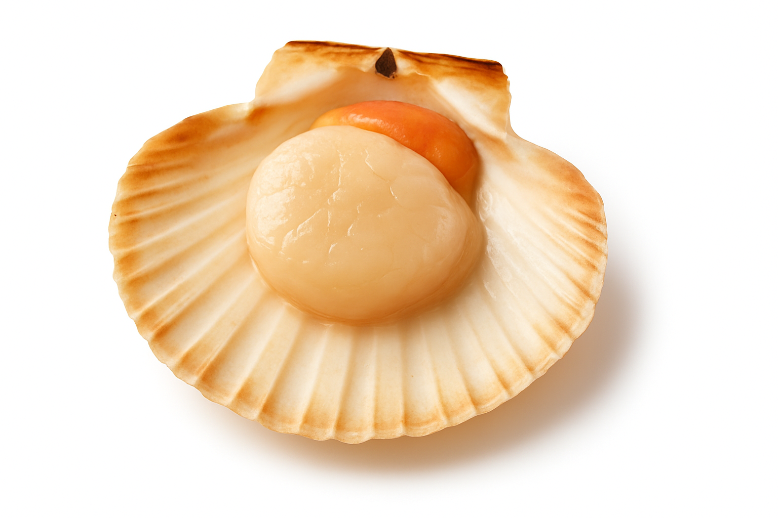 Scallops